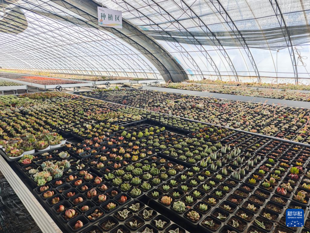 河北邯郸：“小多肉”托起乡村振兴“大产业”