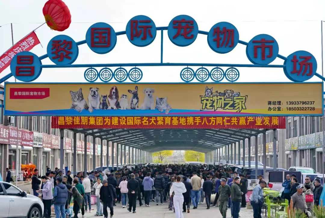 吸猫撸狗新地标！直击昌黎首届国际宠物交易大会爆棚现场