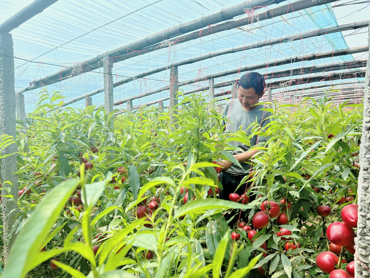 乐亭鲜桃搭乘“一带一路”快车，甜蜜驶向中亚市场