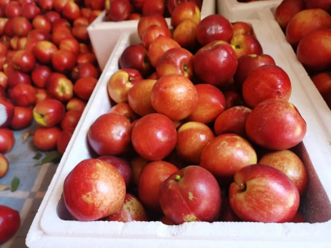 大棚油桃喜迎丰收 甜蜜产业助力乡村振兴