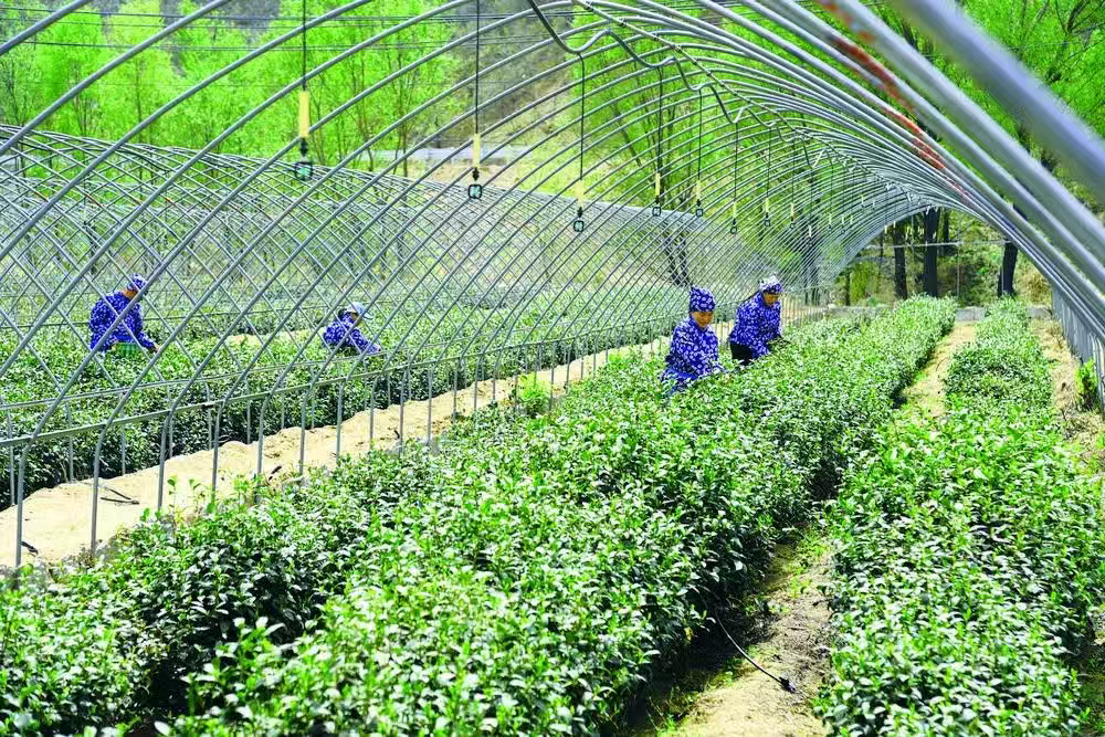 乡村振兴新实践！石家庄山区县这样念响“致富经”