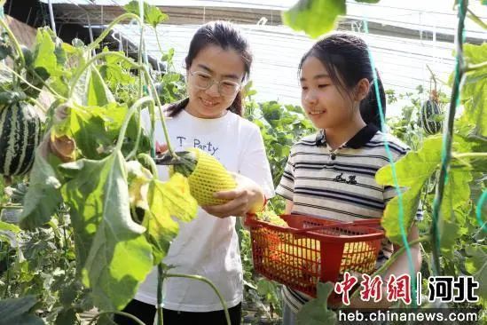 河北南宫：“采摘经济”带火乡村游