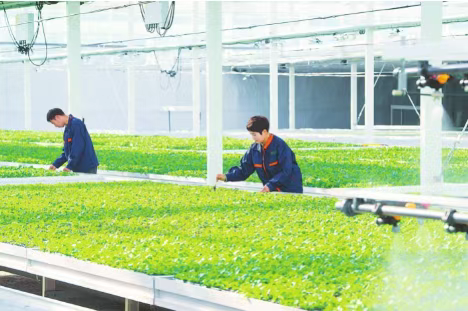 看饶阳果蔬产业如何实现“智慧蝶变”