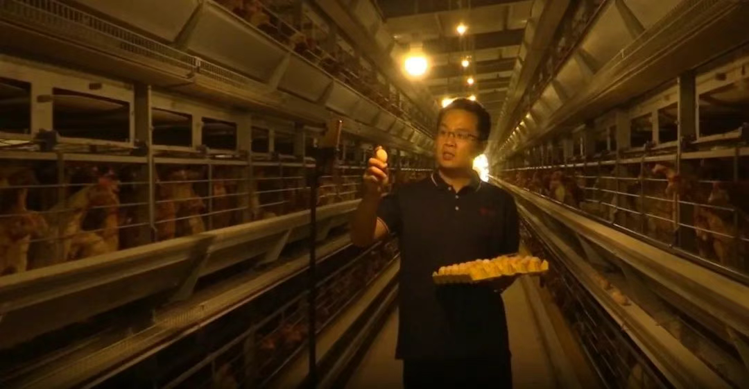 成安：“一品一播”模式助力“无抗鸡蛋”产业蓬勃发展