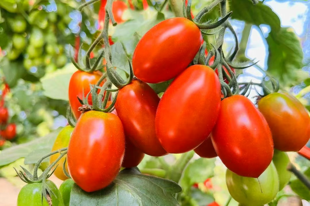 小番茄“红”出圈！界城镇“一品一播”激活乡村振兴密码