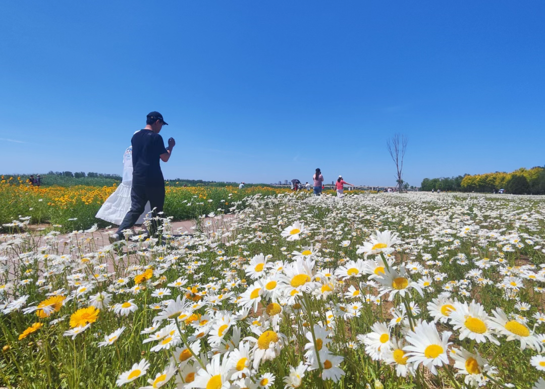 免费又出片！石家庄的花海“上新”啦→