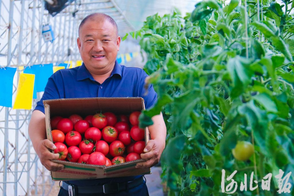 订单追着跑，这里的西红柿好有“硒引力”
