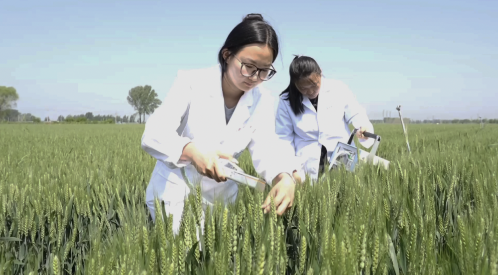 河北：麦田智慧管理助力夏种夏管