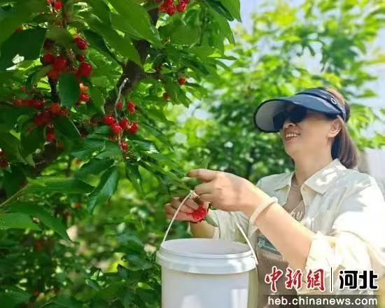 河北望都举行“樱桃采摘+促消费”主题月活动