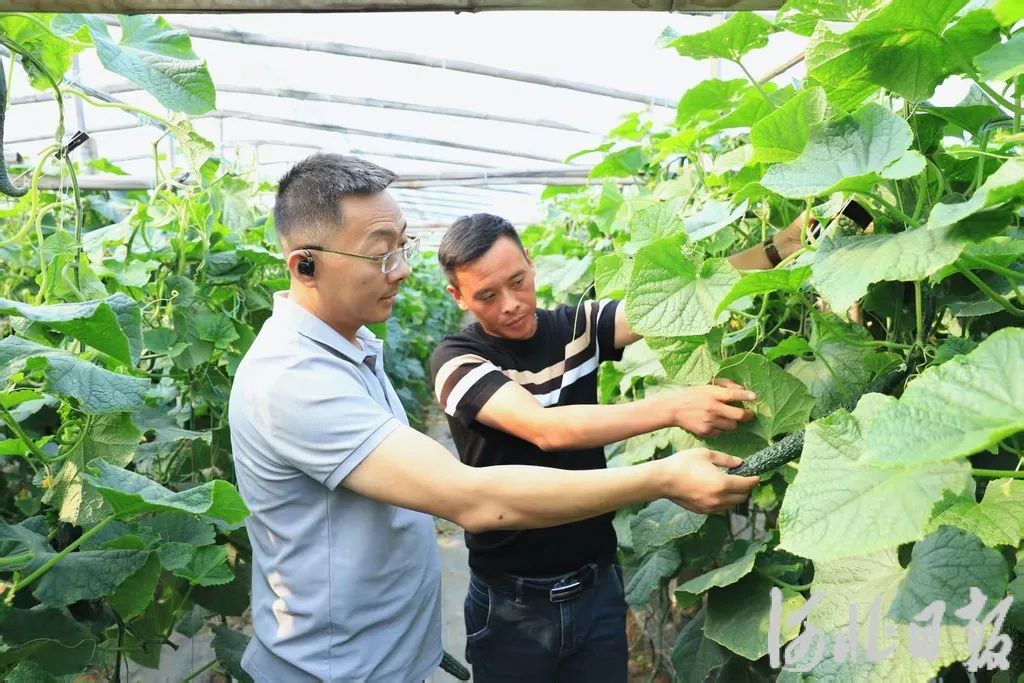 河北籍人才从京津等地回流现象明显，“北漂”变“归雁” 梦想开出花