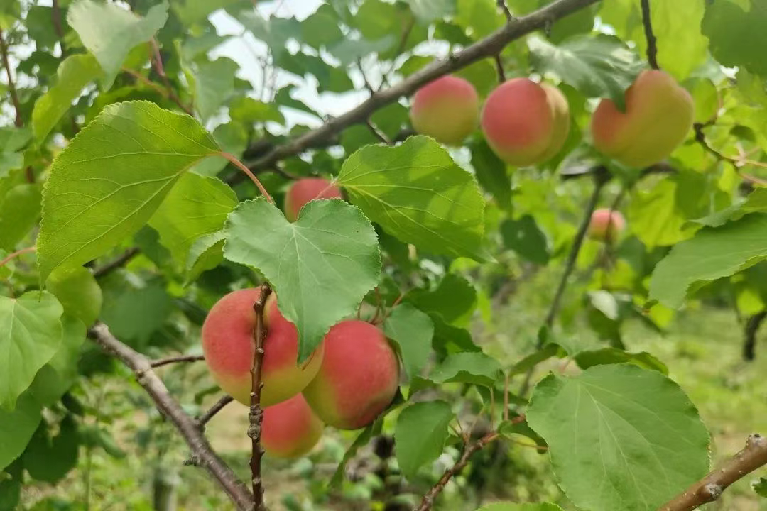 “杏”会郊野公园，咬一口专属夏日的甜