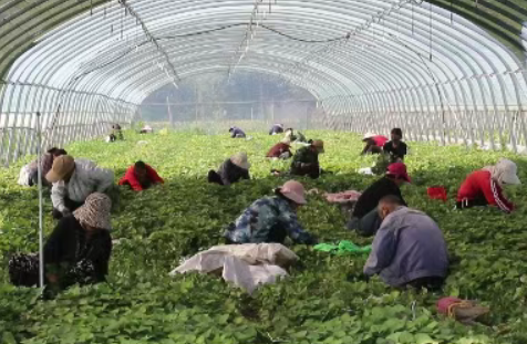 从“苗”头到“钱”景！这份百万账单有看头