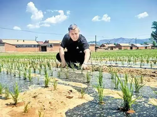 平泉市：旱地种水稻 照样能丰收