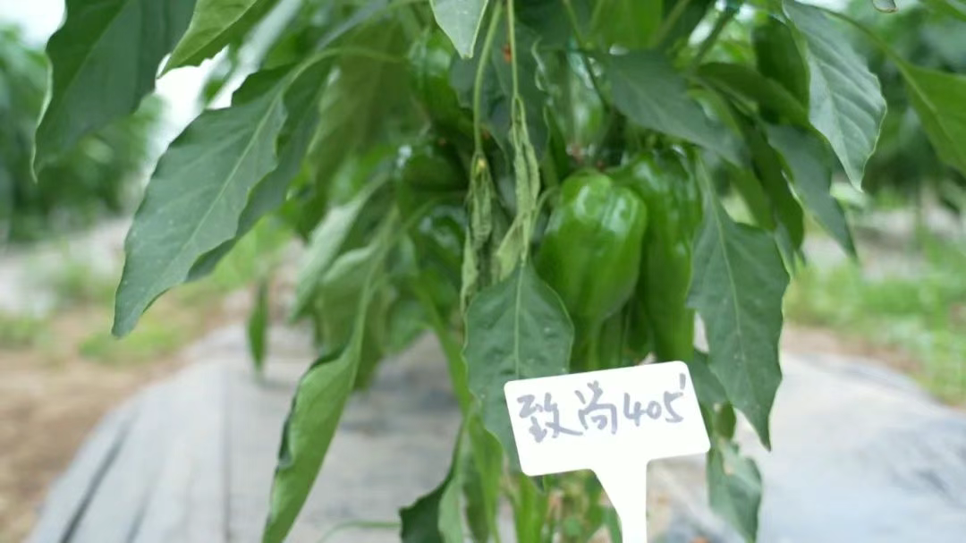 小种子种出大产业 育出农业“芯”科技