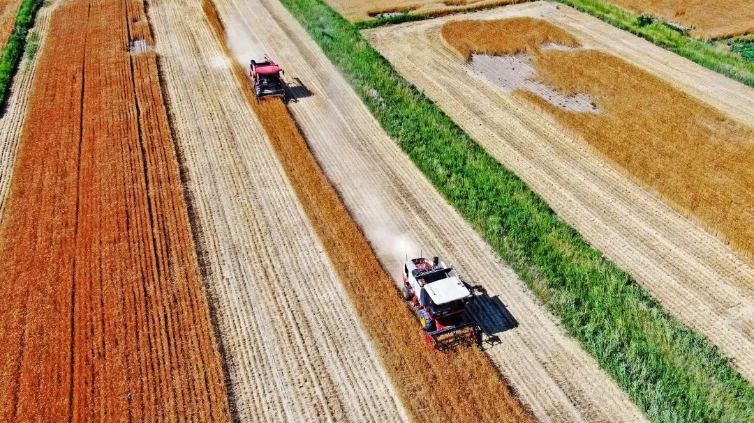 盐碱地里 书写特色农业“大文章”