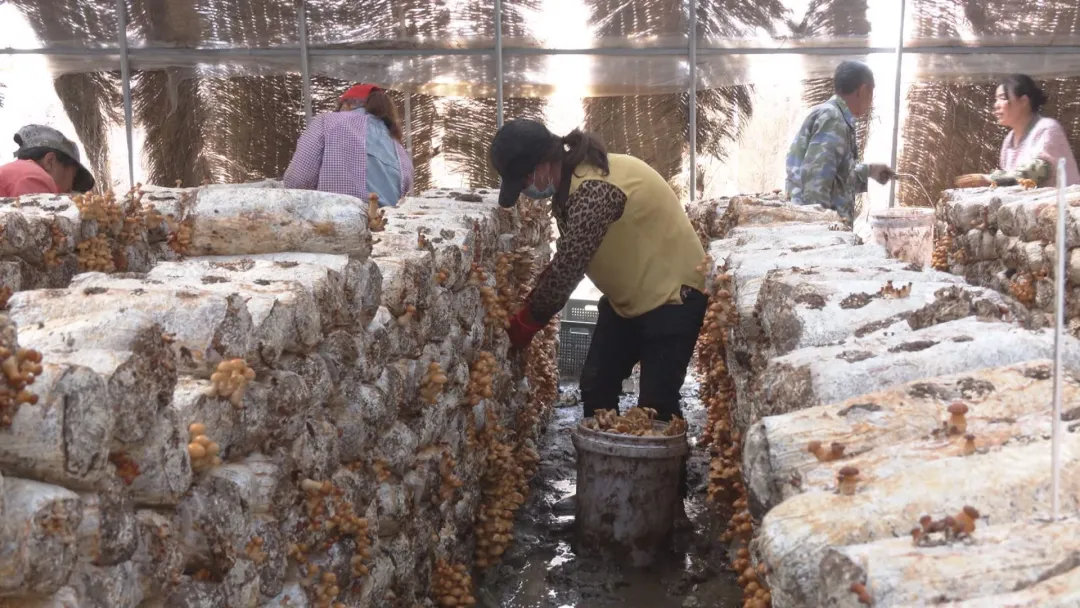 河北张家口万全区：小菌菇大“蘑”力 智慧菌业绽放富民新图景