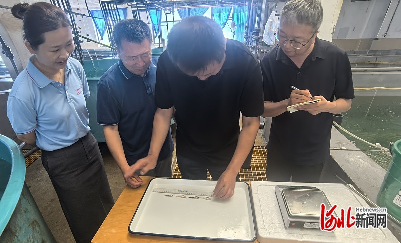 中国水产科学研究院北戴河中心实验站：实现小黄鱼本地规模化苗种繁育