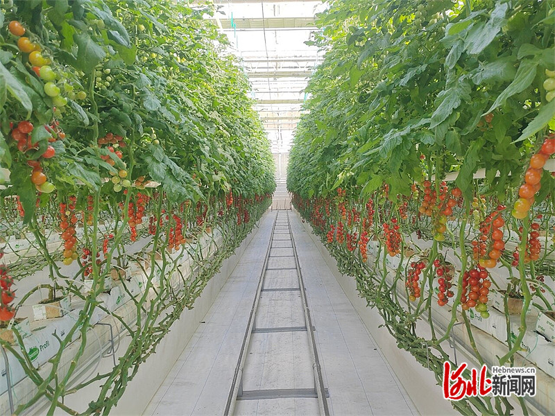 新闻纵深·雄安未来之城场景汇｜智能管控，让种菜变得简单