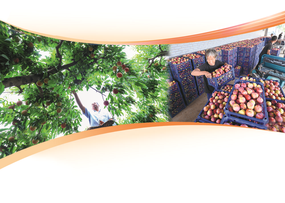 特色产业“拼”出五彩好光景