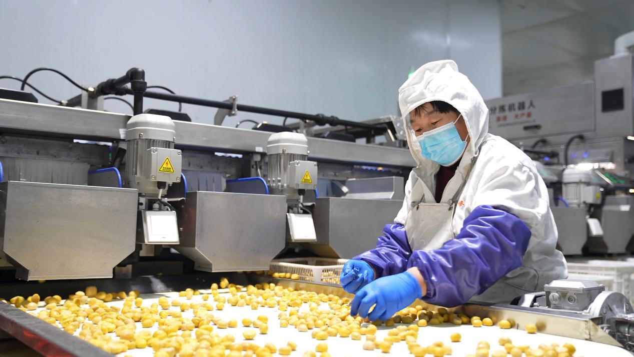 有实“栗”有魅力 河北青龙产业赋能助力乡村振兴