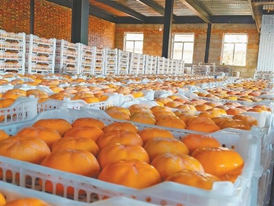 河北保定打造特色农产品：保定柿子做成“冰激凌”，好卖