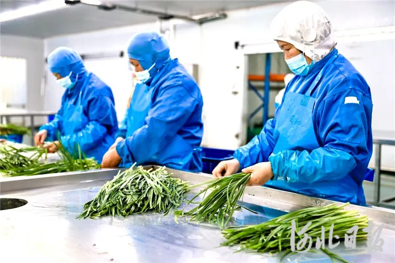 高碑店“以业为基”推进乡村全面振兴