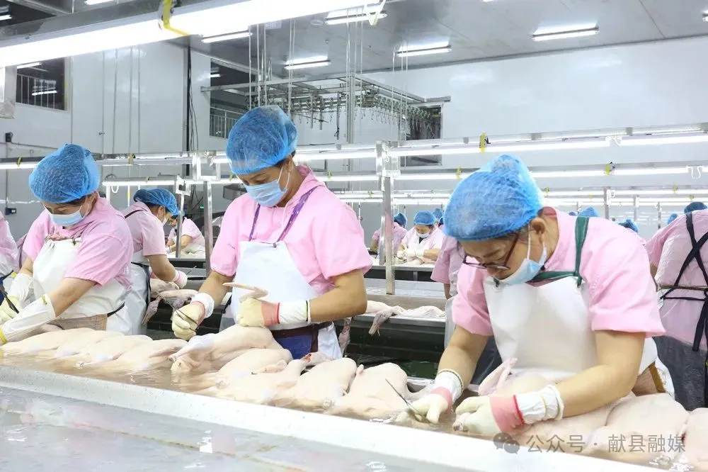 【人民网】河北献县肉鸭“闯”世界