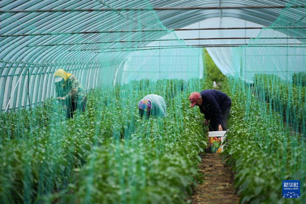 河北丰宁：蔬菜产业助力乡村振兴