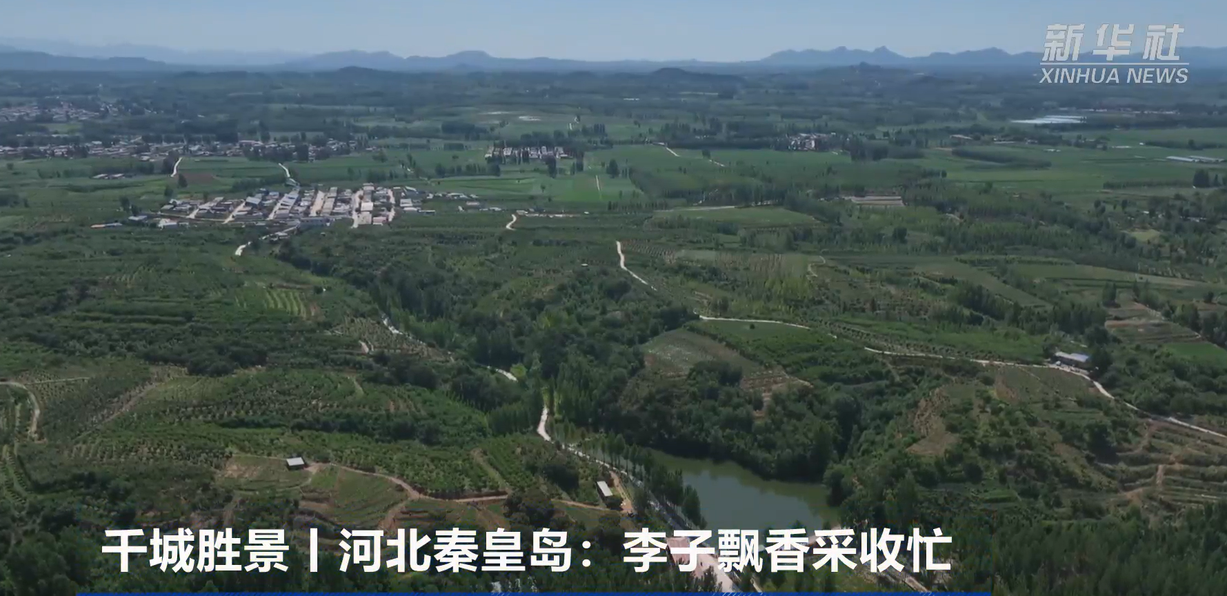 河北秦皇岛：李子飘香采收忙