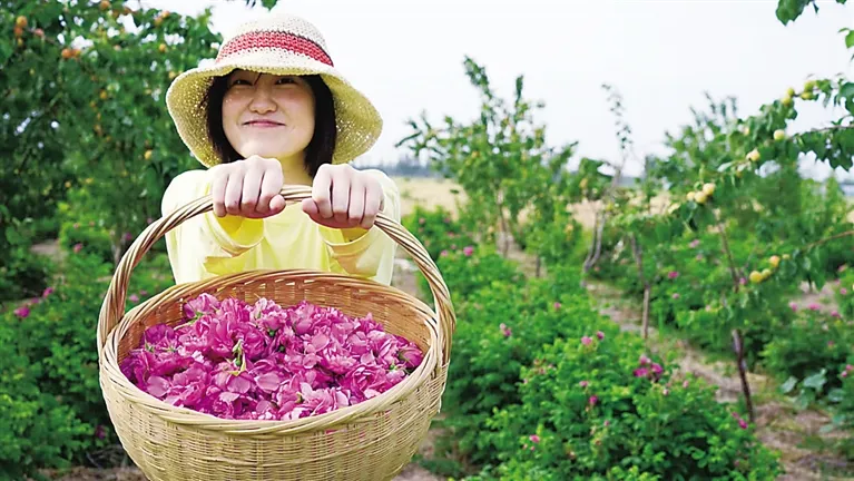 吴桥县桑园镇·运河文化带火“乡村游”