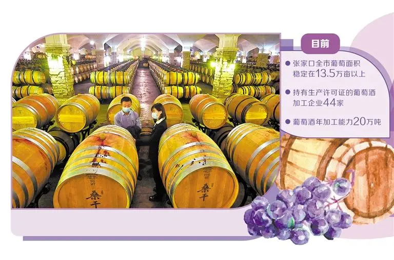 河北张家口 葡萄甘甜产业香