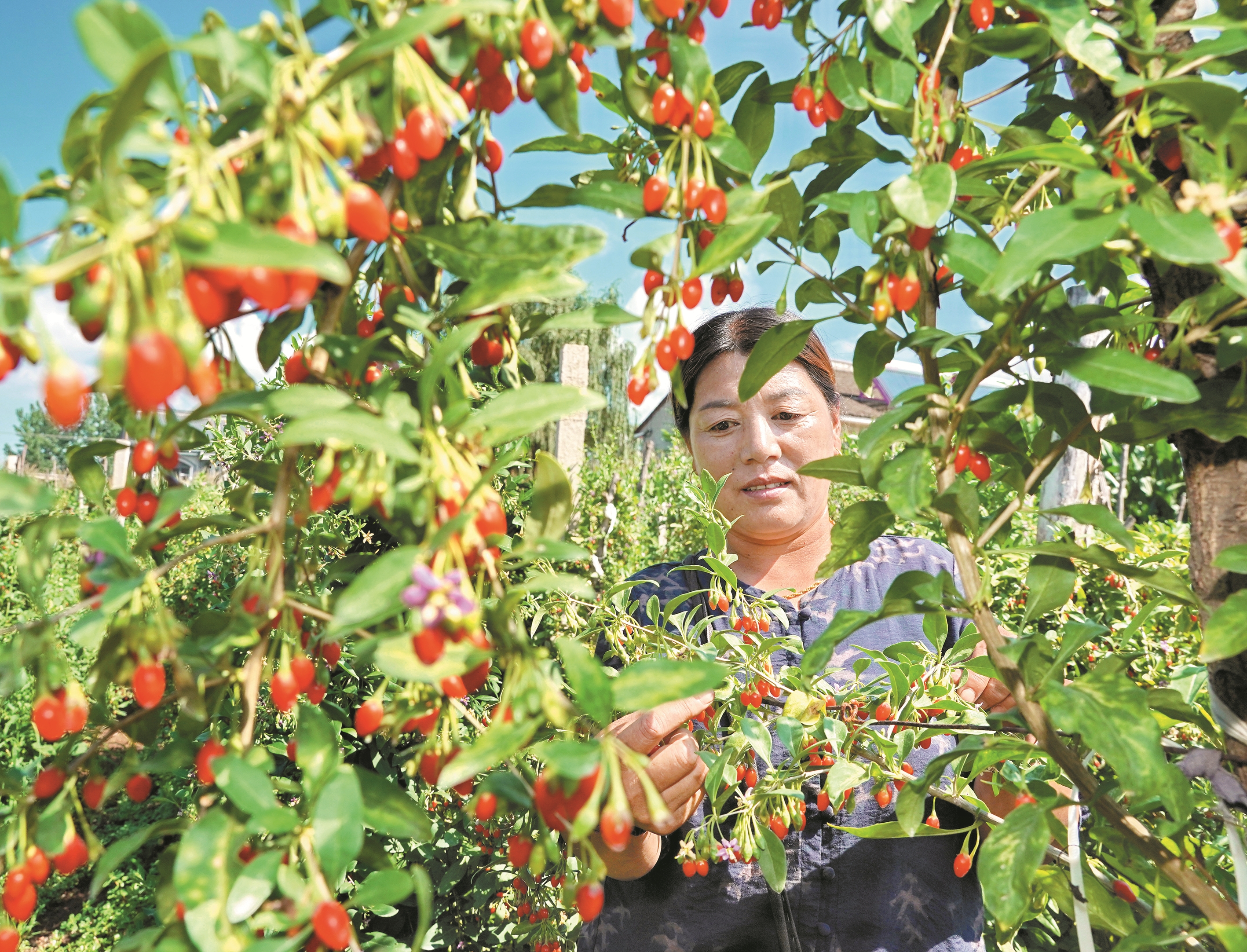 强信心 增动能——高质量发展一线报道丨强化深加工 完善产业链 青龙中药产业实现“三级跳”