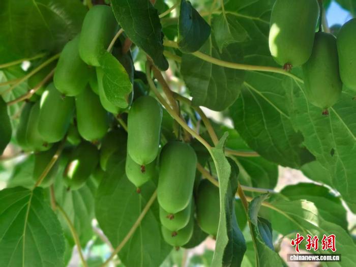 太行深处前南峪：荒山“刨”出“金山”来