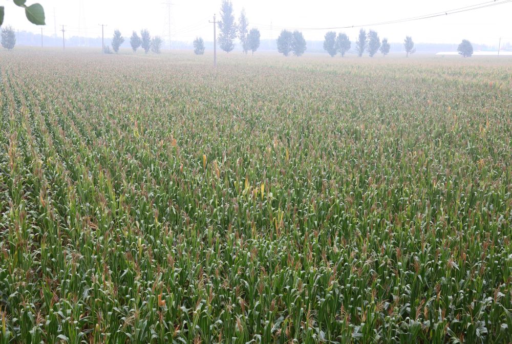 河北：科技赋能提单产 产业延链助增收