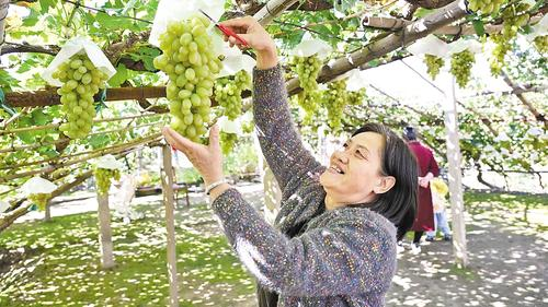 百年老藤成网红 葡萄园里好风景