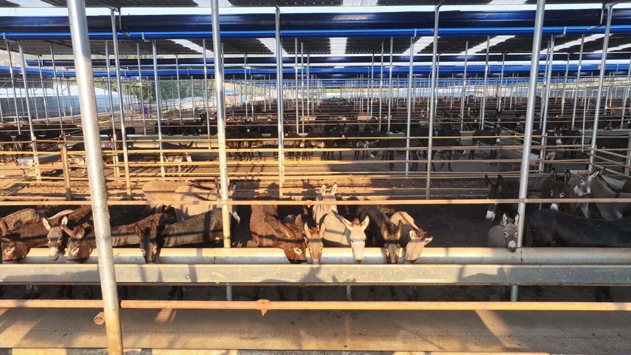 小毛驴“驮”起大产业