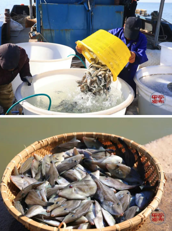 央视频报道：乐亭绿鳍马面鲀鱼喜获丰收！