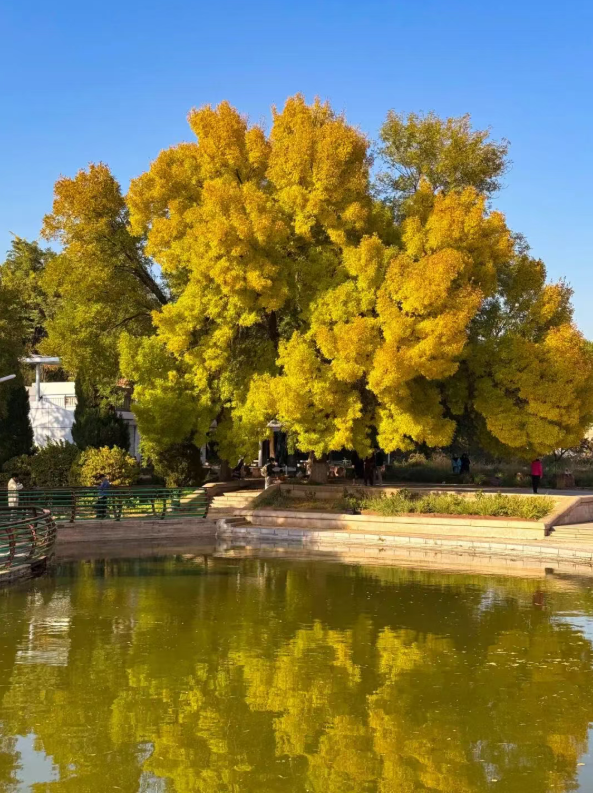 秋韵满园！石家庄市植物园赏秋攻略，请查收→