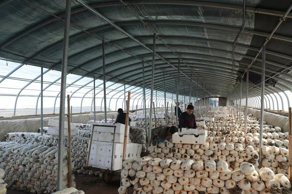 顺平：小小食用菌 撑起“致富伞”