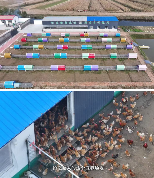 河北盐山：党建赋能 绘就乡村振兴新图景