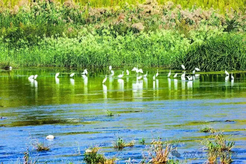 从“生态佳”到“生态+”！看石家庄井陉县如何打造绵蔓河湿地旅游经济带