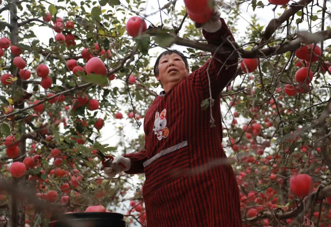 顺平县科技（富硒）产业园：握住“硒”钥匙 打开致富门