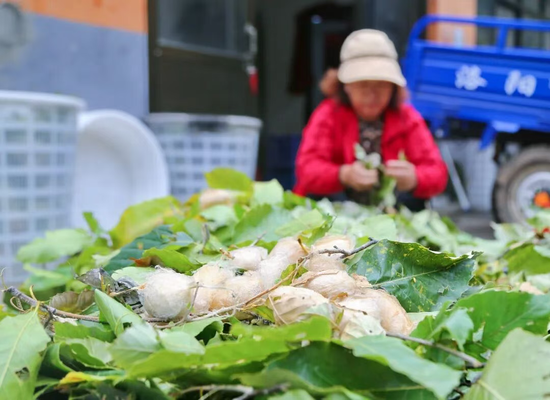“栗蚕共生”增收新模式在青龙试验成功