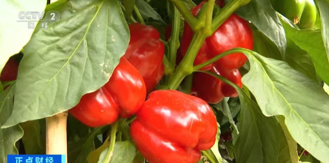 崇礼新雪季彩椒咖啡火“出圈”！成雪友打卡“必选项”