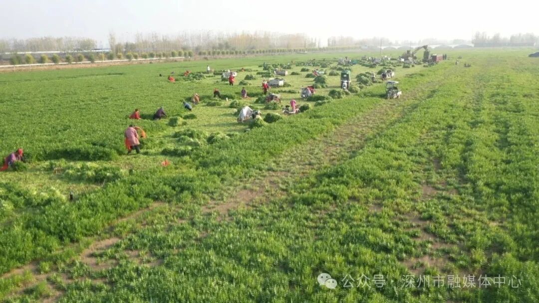 护驾迟镇香菜种出“香”村振兴好“钱”景