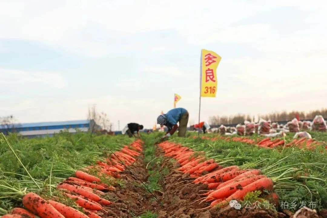河北柏乡:胡萝卜种植促增收