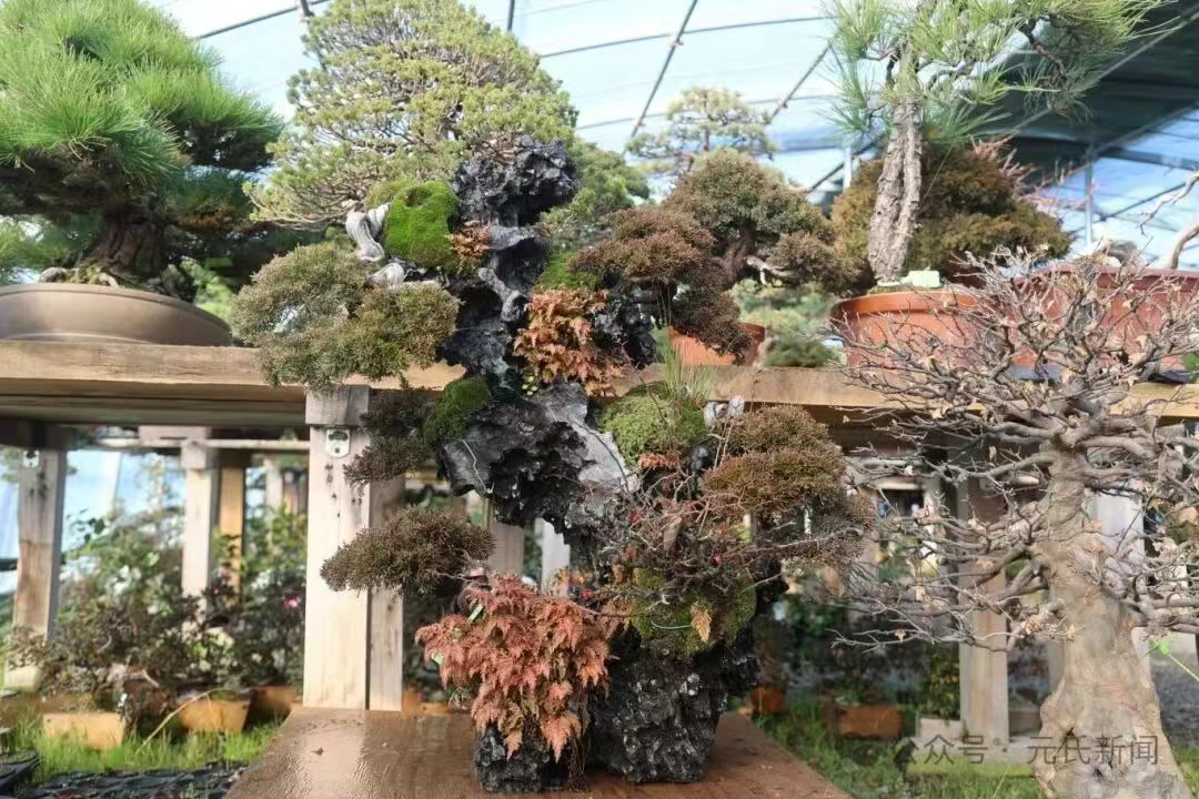 元氏：盆栽经济绘就振兴图景     