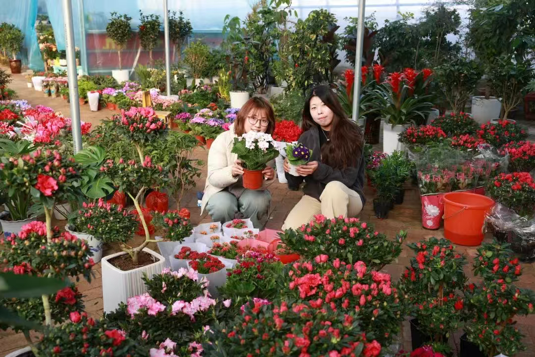 大棚盆栽俏销 冬日开出“致富花”  