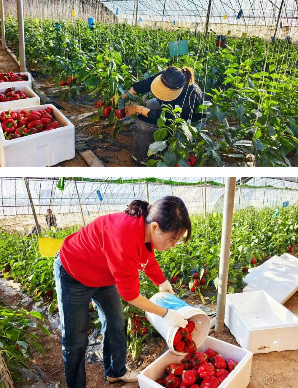 弘基牧业冬日彩椒抢“鲜”上市