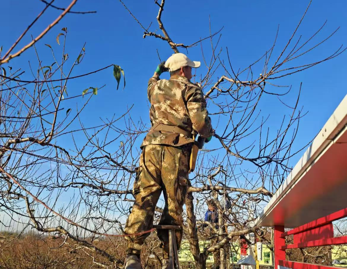 顺平：田间“剪”出丰收新希望        